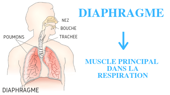exercices de respiration diaphragme