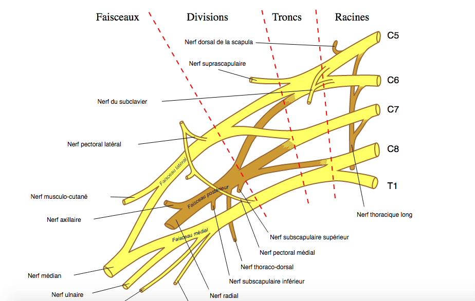 plexus brachial